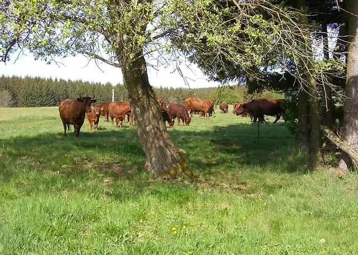 Koenigshof Apartment Konigshutte